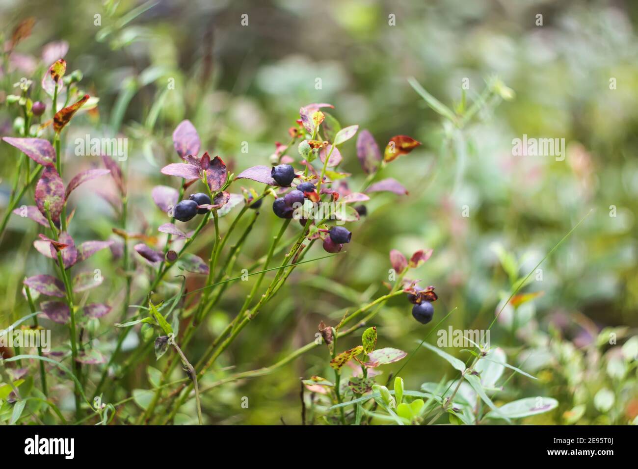 Wild ripe blueberry in summer forest Stock Photo - Alamy