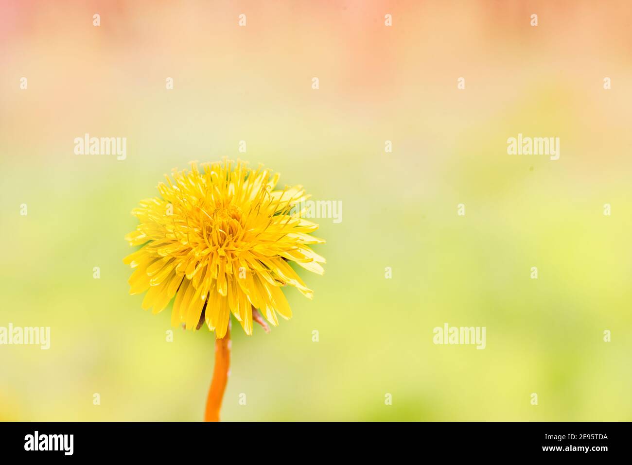 Dandelions in the garden,white seed ball. Close up with bokeh.A bud, a flower blooms, seeds. Life cycle. Stages of life, seasons. Childhood and youth Stock Photo