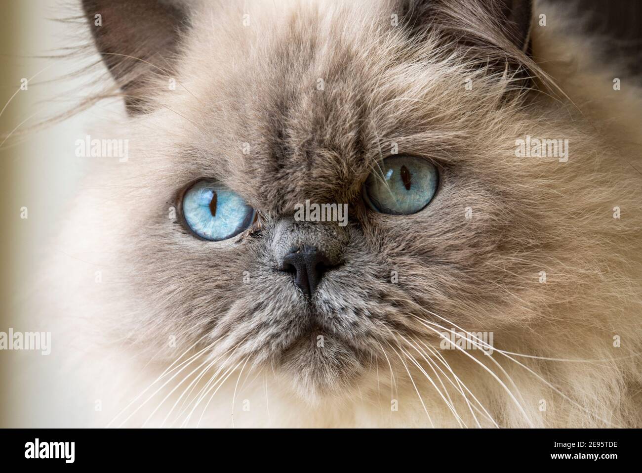 Lovely adult Ragdoll Cat with curious Blue Eyes and fluffy white fur Looking at the camera with tilted head. Stock Photo