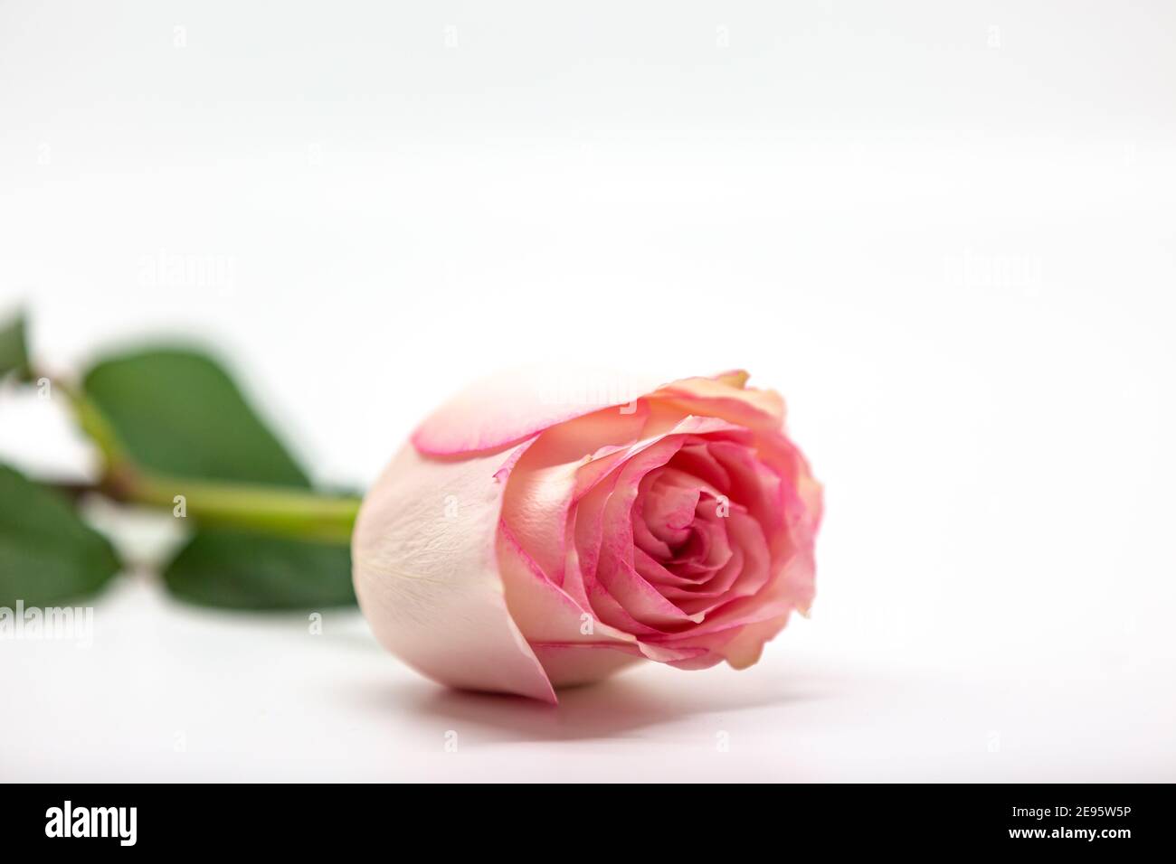 A single rose with soft focus against a white background Stock Photo