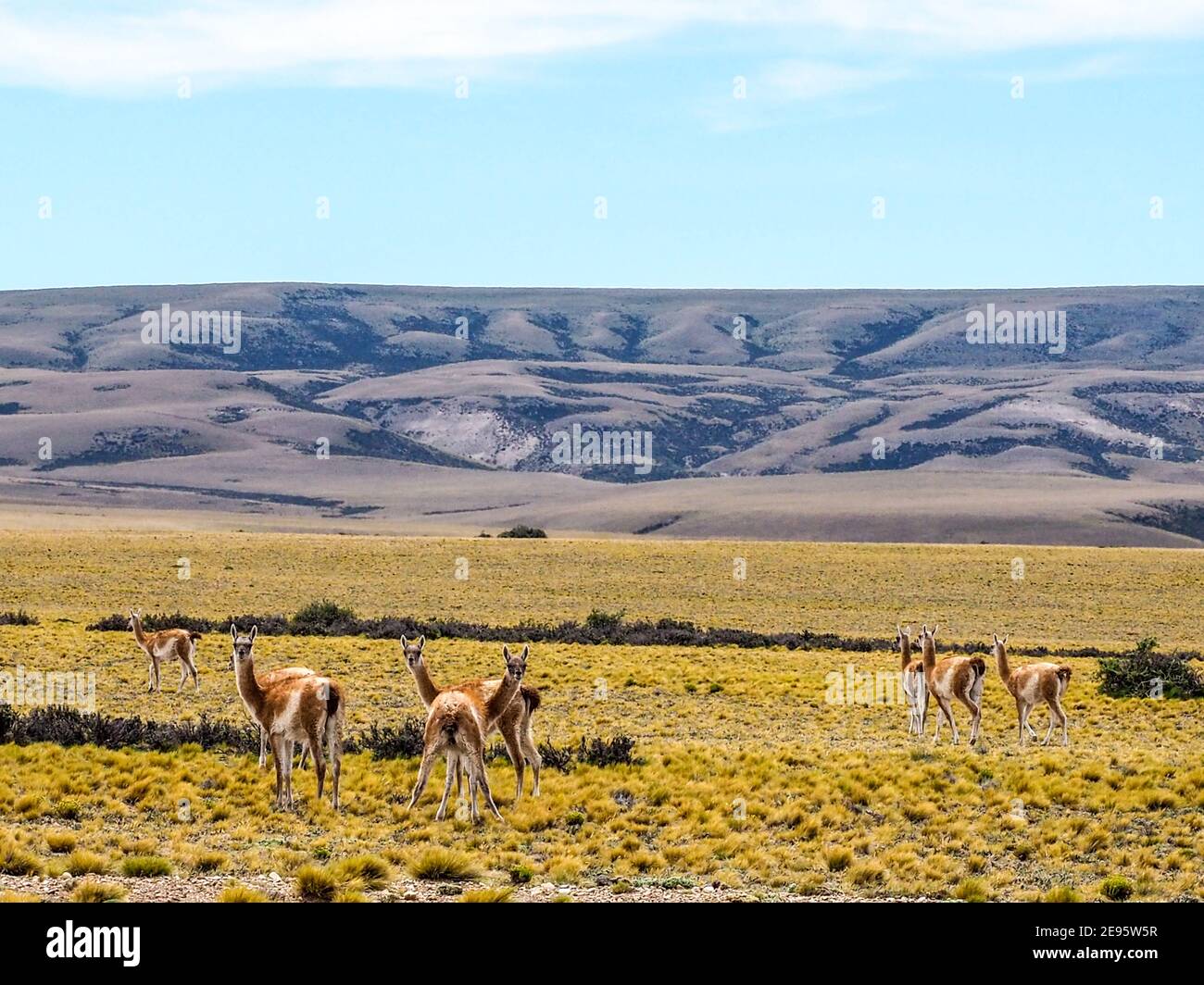 Guanacos nearby El Calafate, Patagonia, Argentina, South America Stock Photo