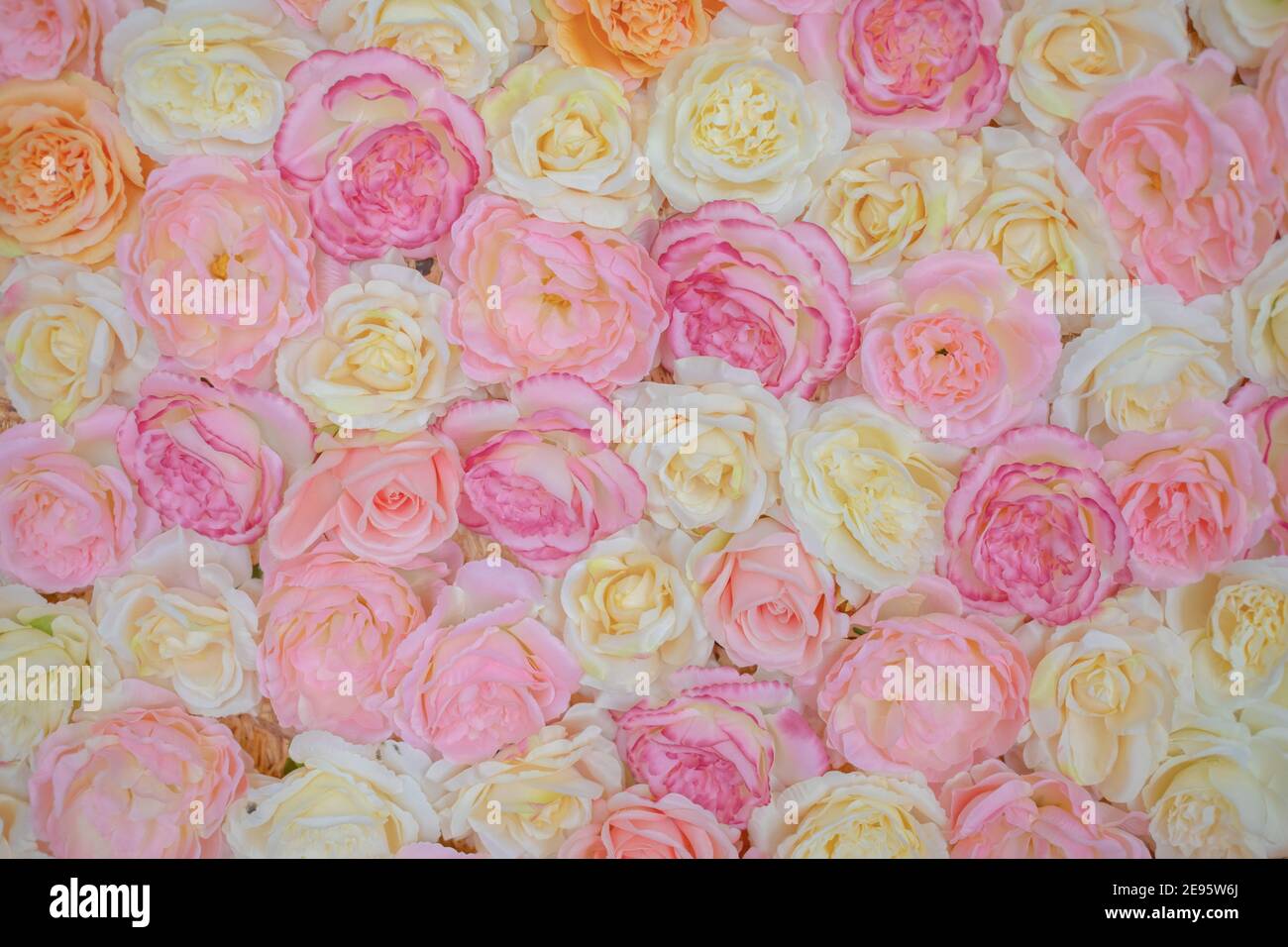 Bright pink roses background Stock Photo - Alamy