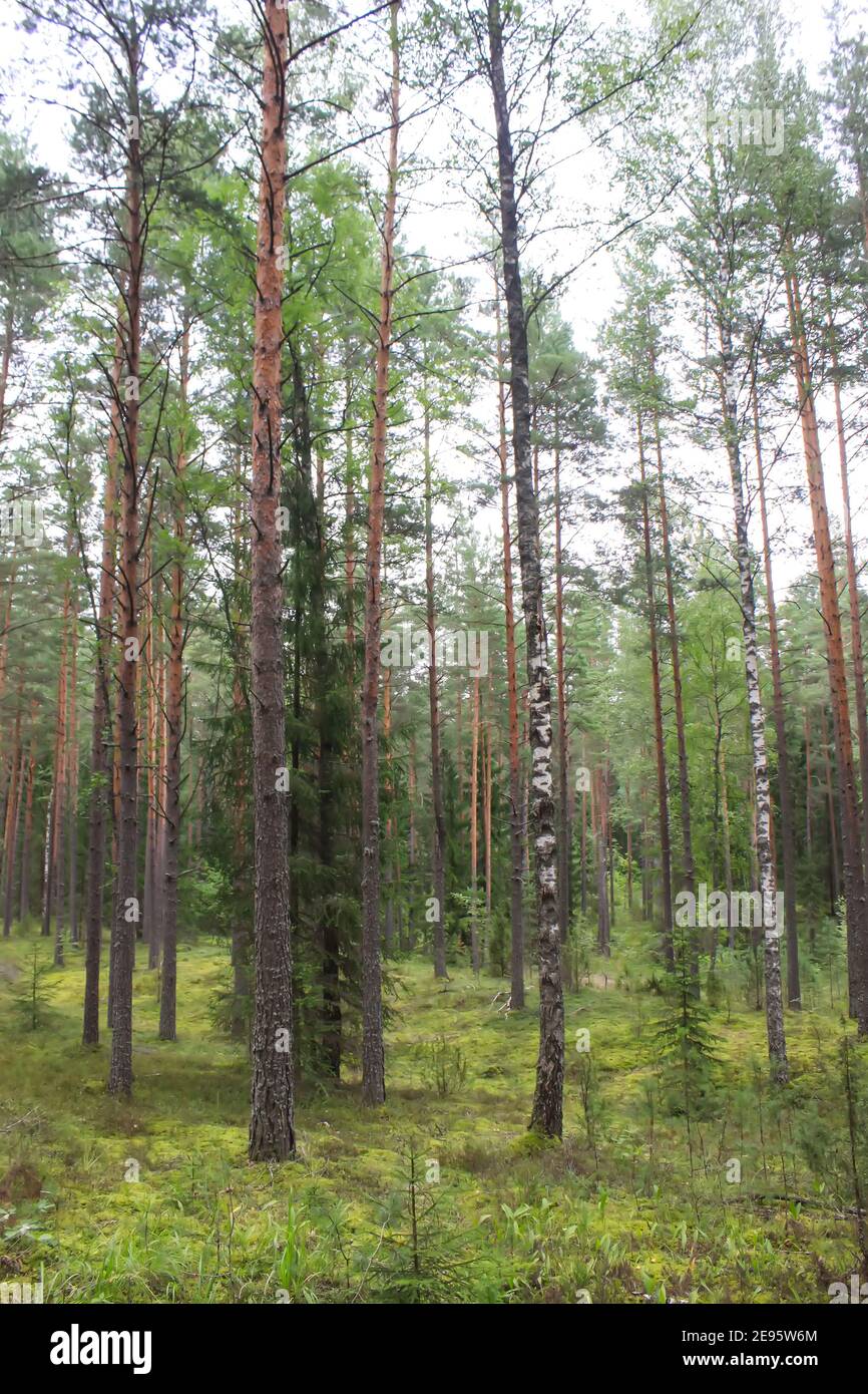 Pine trees in summer forest Stock Photo - Alamy