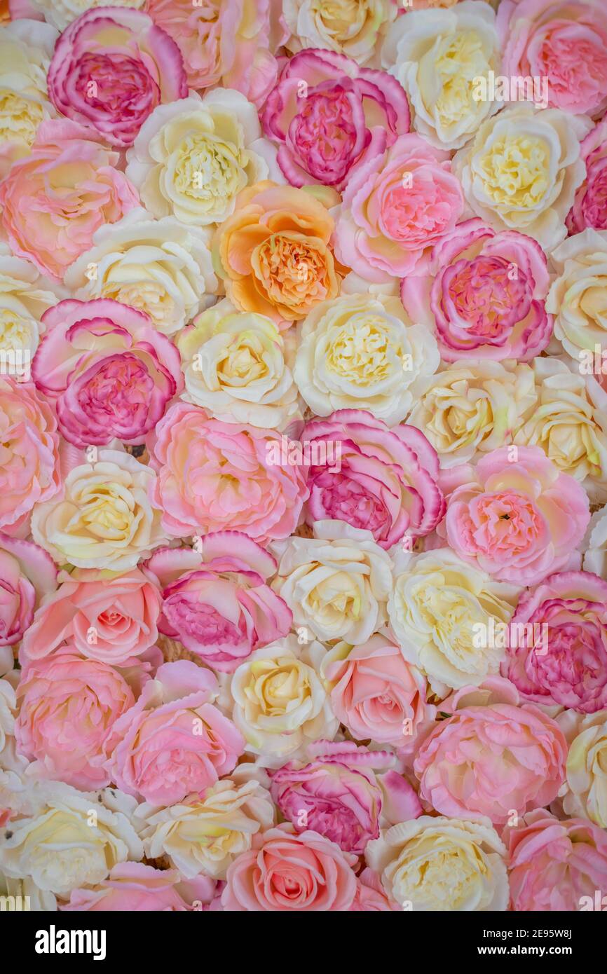 Bright pink roses background Stock Photo - Alamy