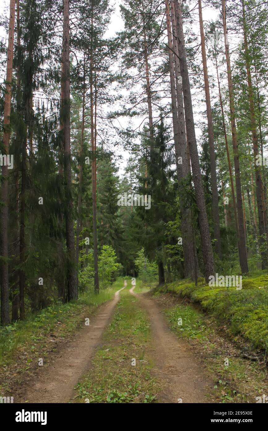 Pine trees in summer forest Stock Photo - Alamy
