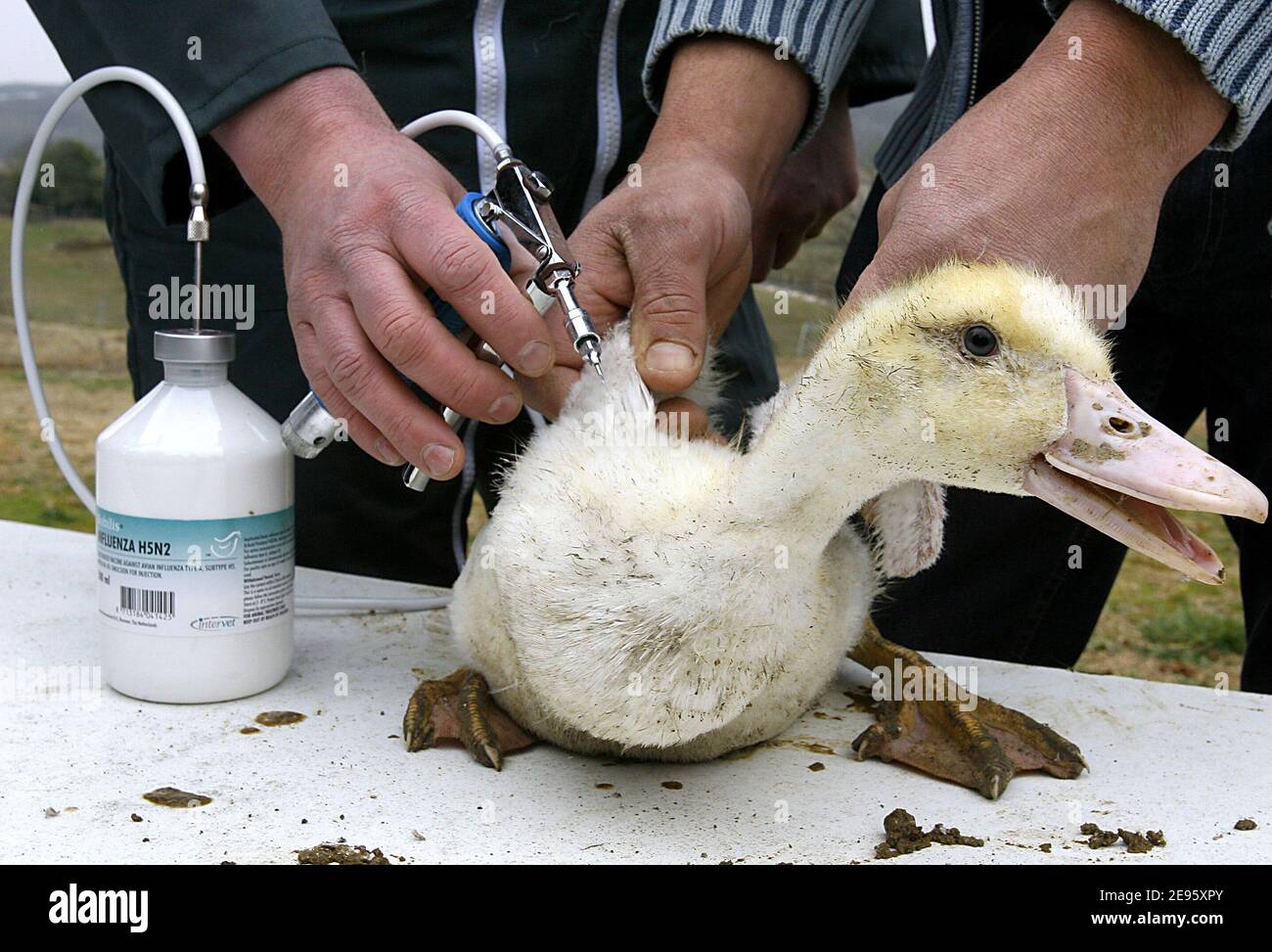 Media from all over the world attend the first duck to get a shot of  bird-flu vaccine in the small village of Classun, South-West of France on  February 27, 2006. The European