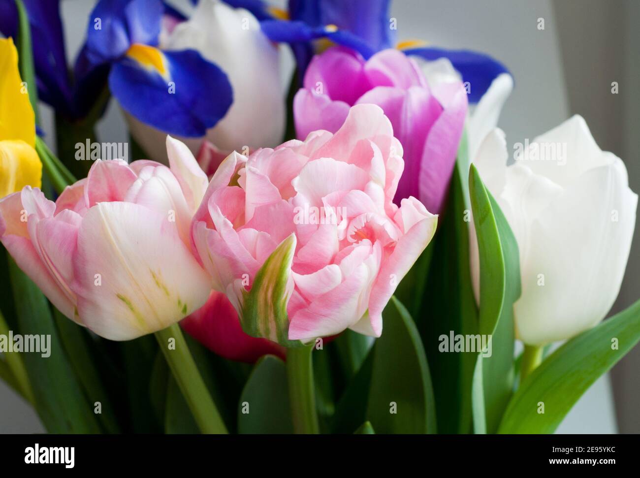 Beautiful bouquet of multi-colored tulips and irises. Peony pink tulips close-up. Stock Photo