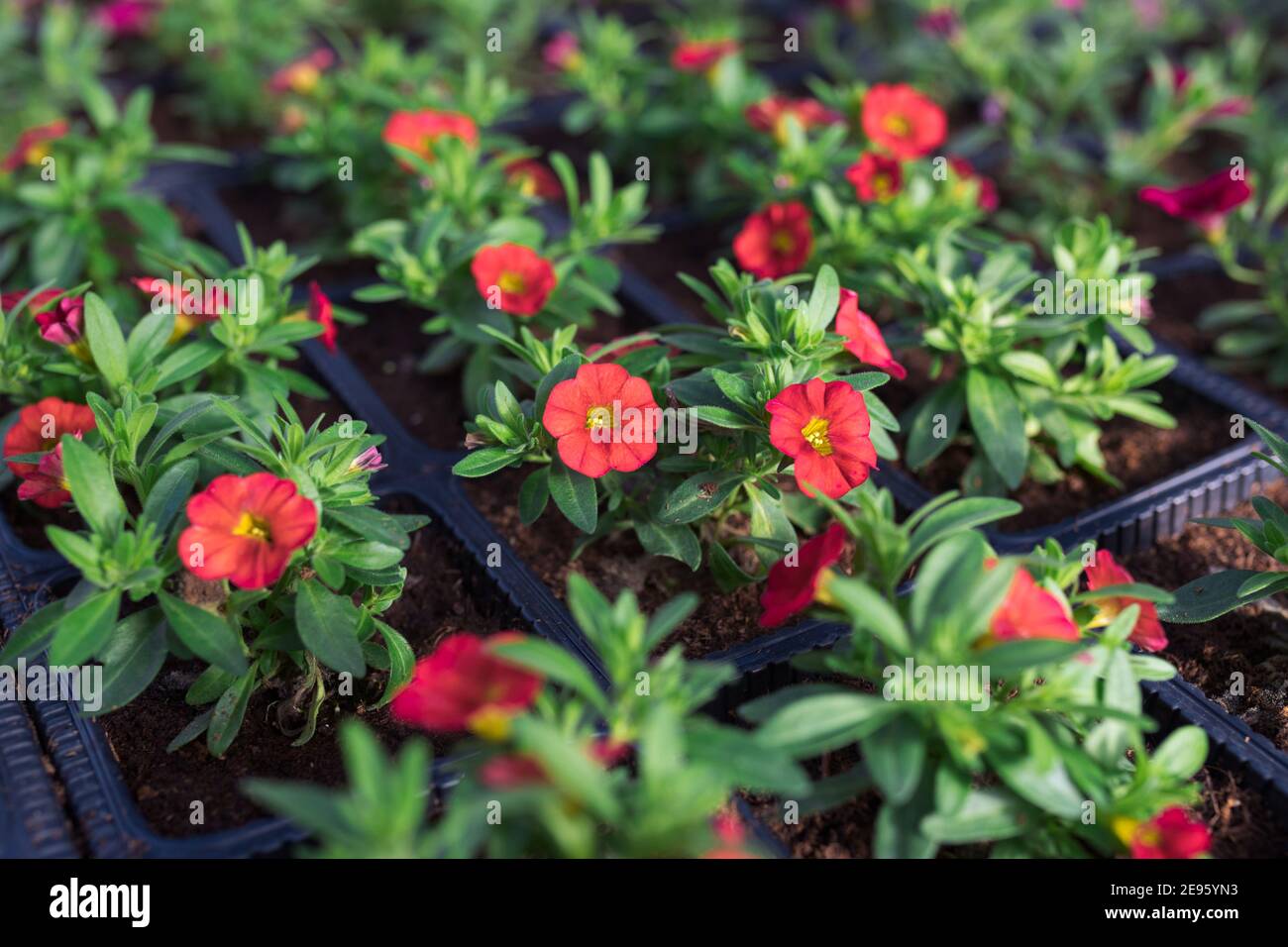 Growing calibrachoa plants in flower pots in greenhouse Stock Photo