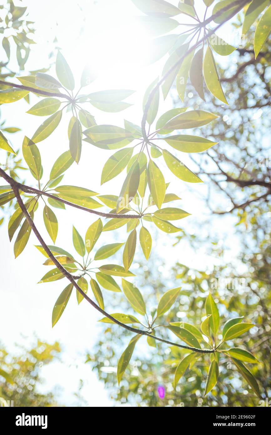 Tree Against Sunlight Tree branches placed against bright sunlight Stock Photo - Alamy