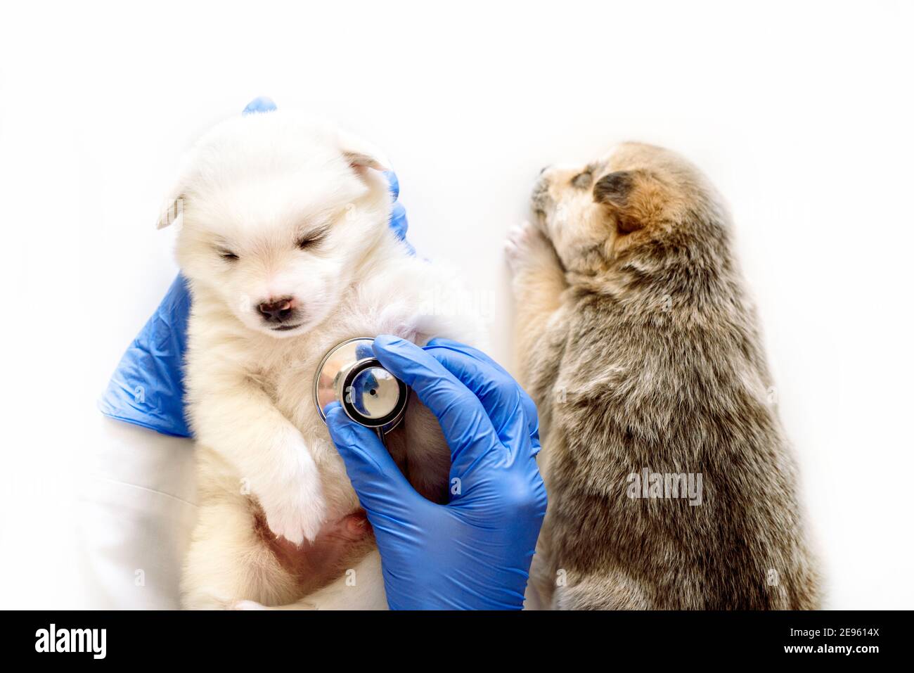 What Should My Puppys Heart Rate Be