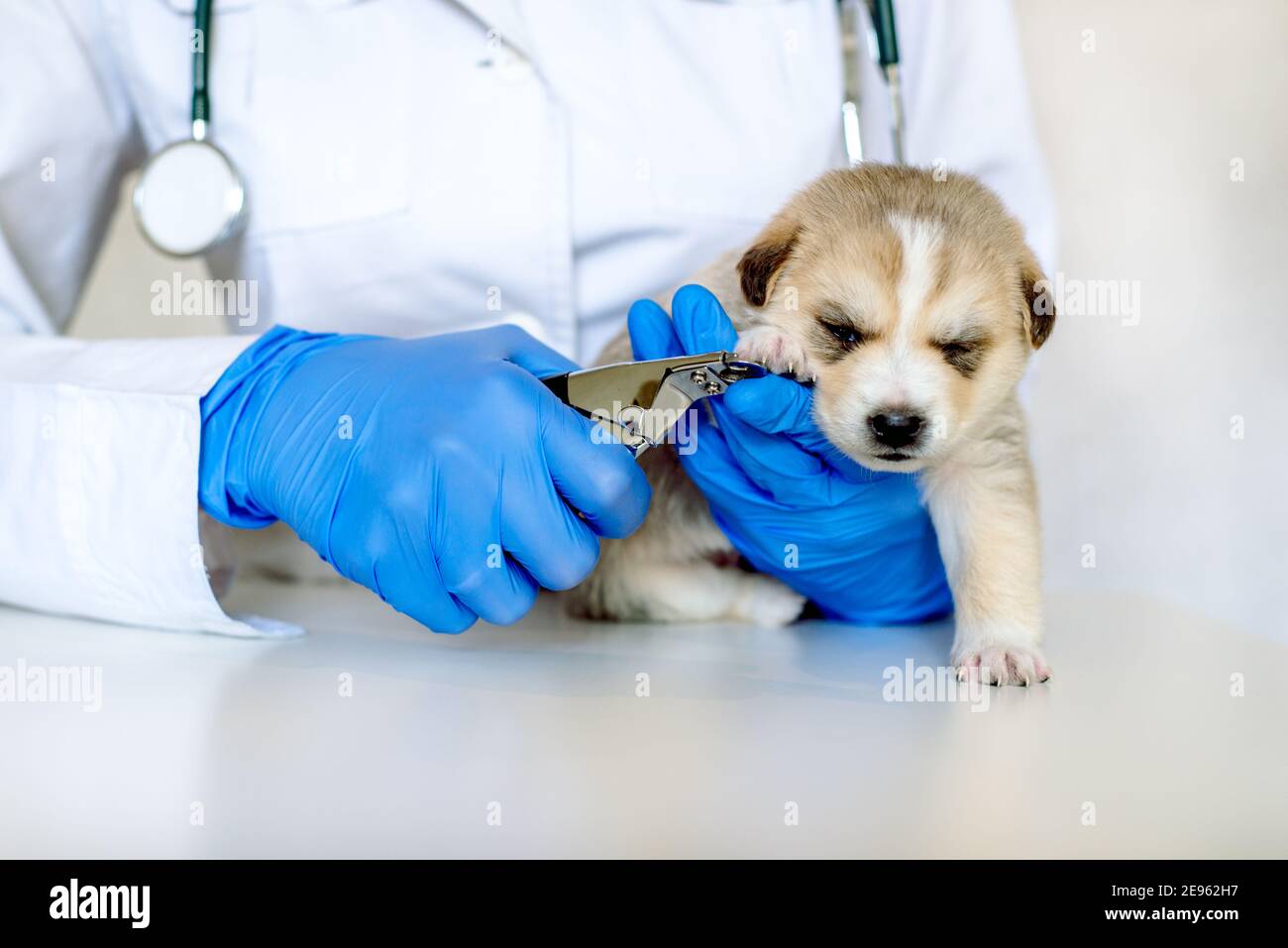 Professional animal groomer specialist . cute dogs nails with clipper