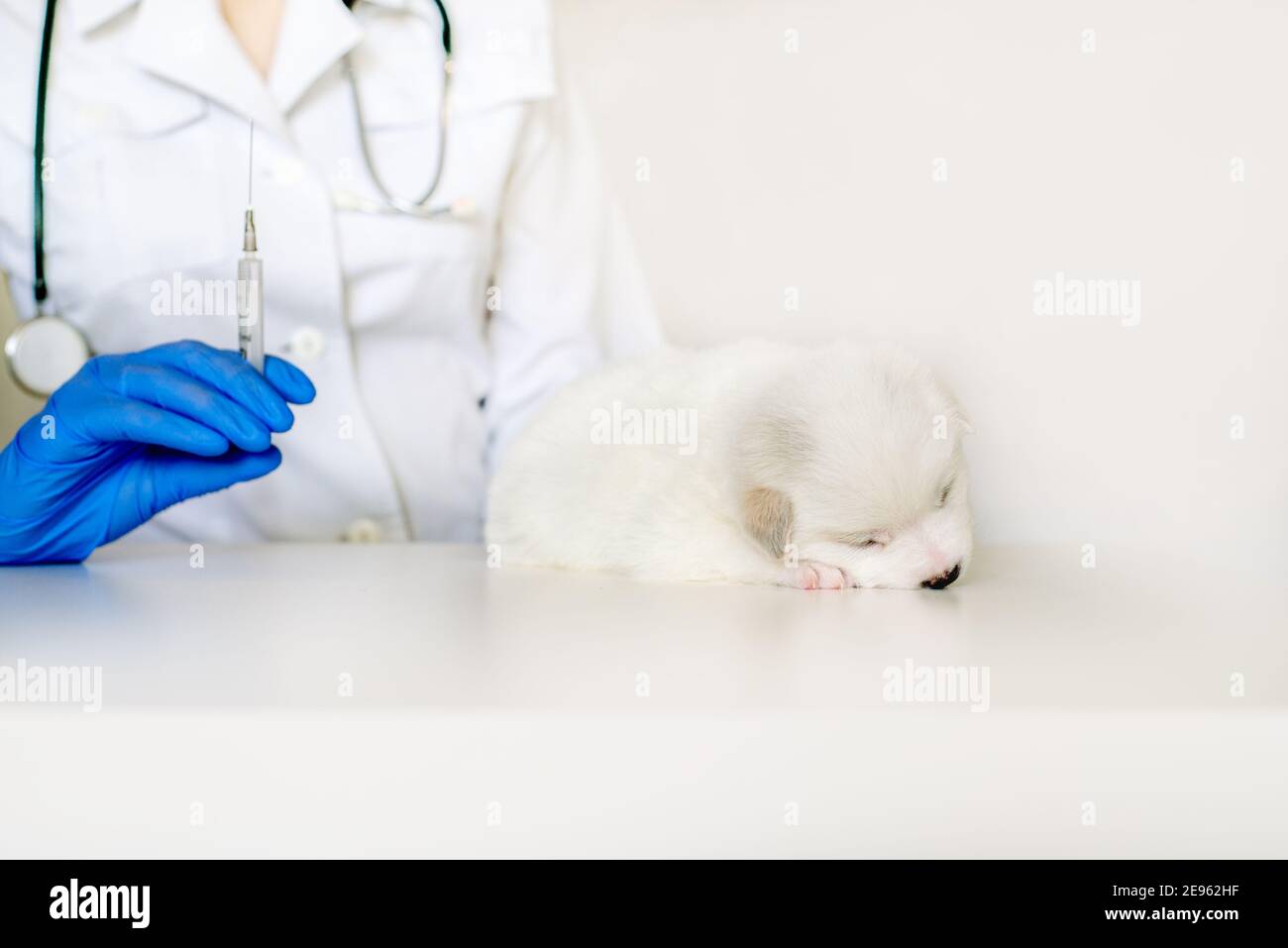 Cute puppy at the reception at the vet, vaccination in the clinic. The doctor's consultation Stock Photo