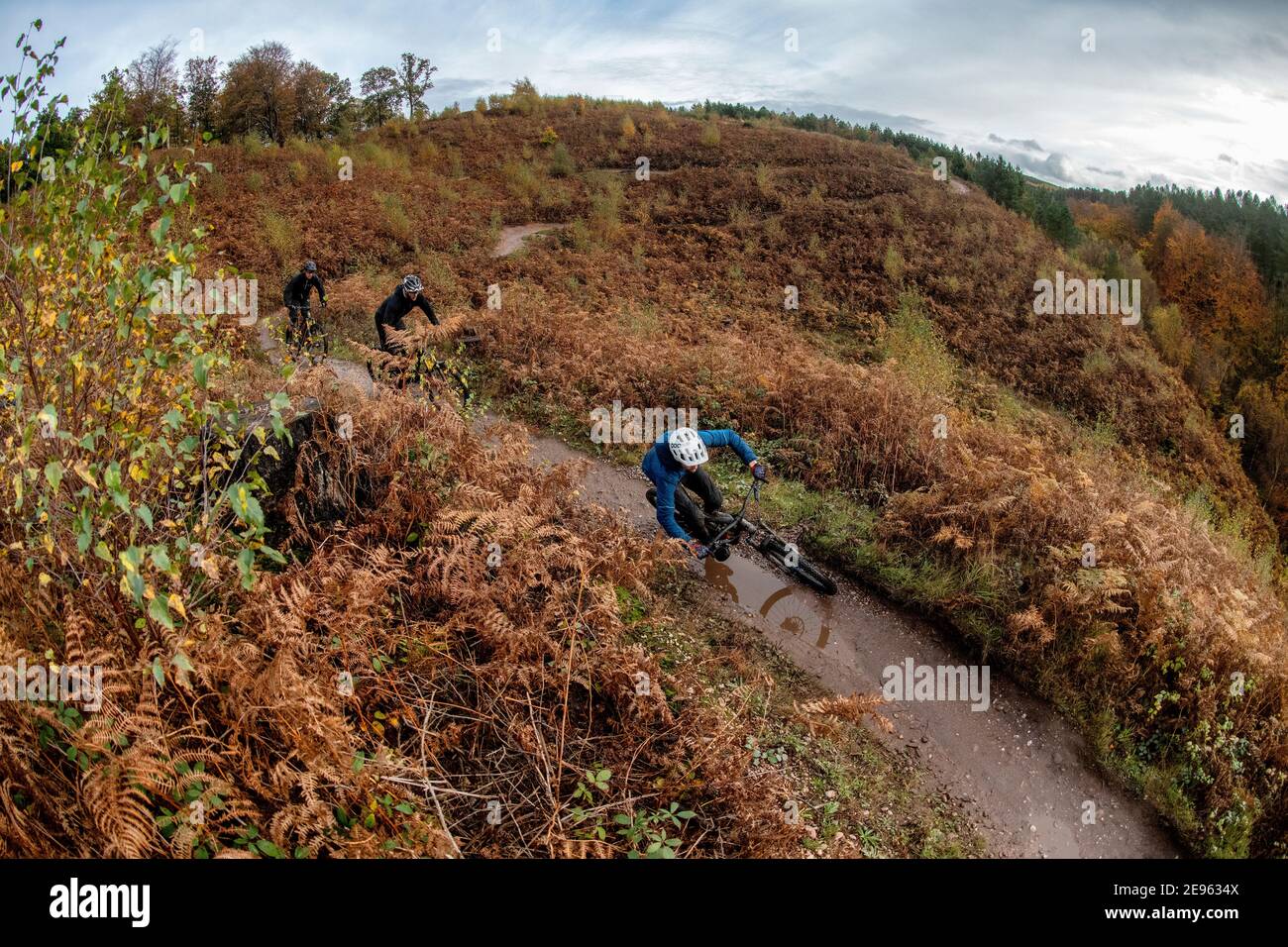 Three men ride mountain bikes on a trail an autumnal day on Cannock Chase in Staffordshire. Stock Photo