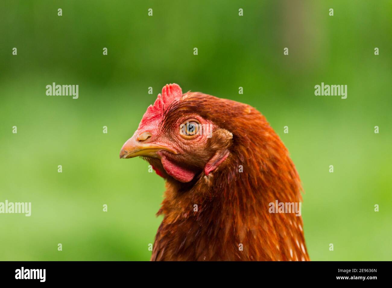 Hens feed on the traditional rural barnyard at sunny day. Detail of hen head. Chickens sitting in henhouse. Close up of chicken standing on barn yard Stock Photo