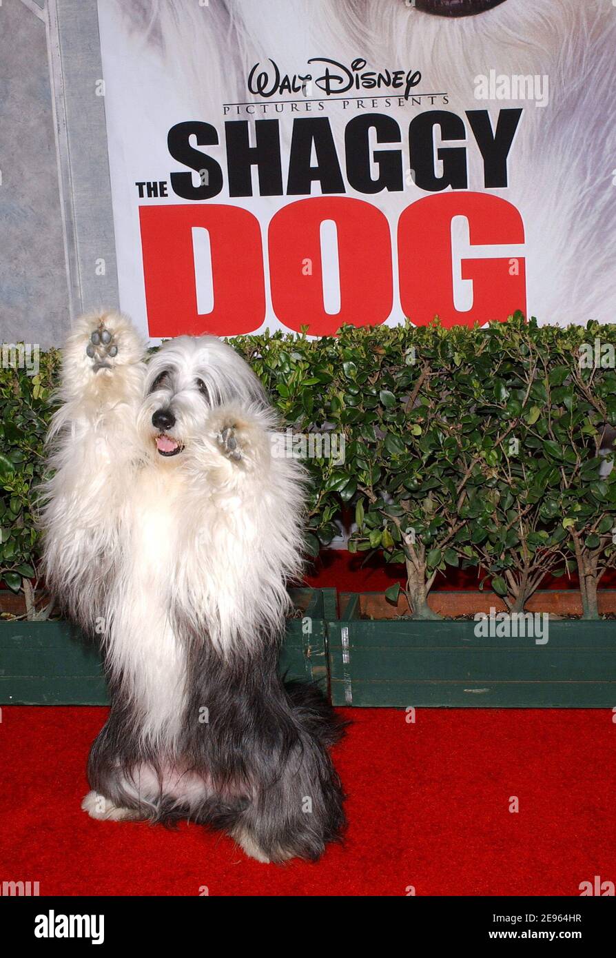 Shaggy dog disney 2025