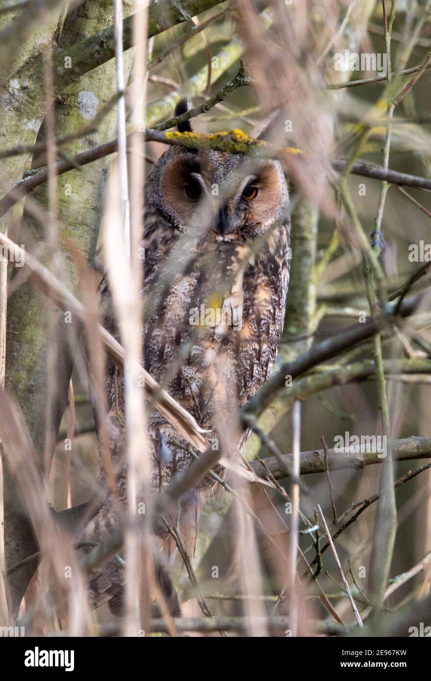 Long eared owl on its day time roost, buried deep in amongst the trees for camouflage Stock Photo