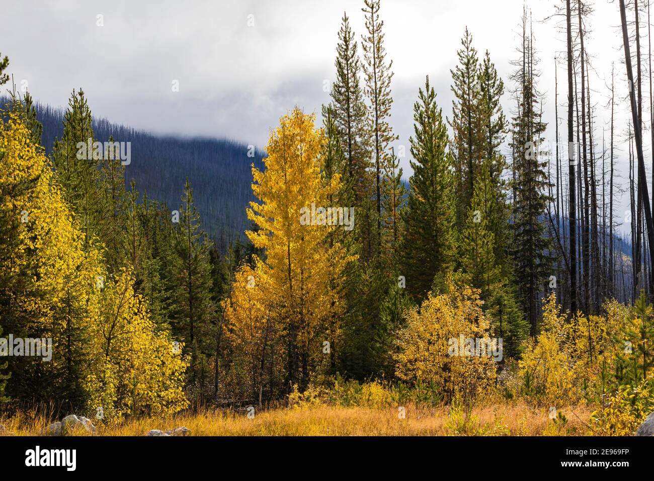 Autumn colors of Balsam Poplar, Populus balsamifera, with other trees in Kootenay National Park in the Canadian Rockies, British Columbia, Canada Stock Photo