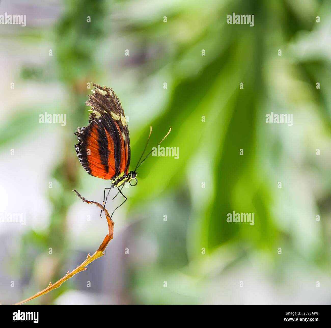 Tropical Inectes Colorful tropical insects indonesia hi-res stock photography and images ...