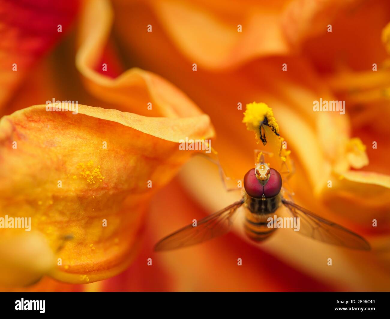 A hoverfly feeds and collects pollen suspended amongst bright orange flower petals Stock Photo