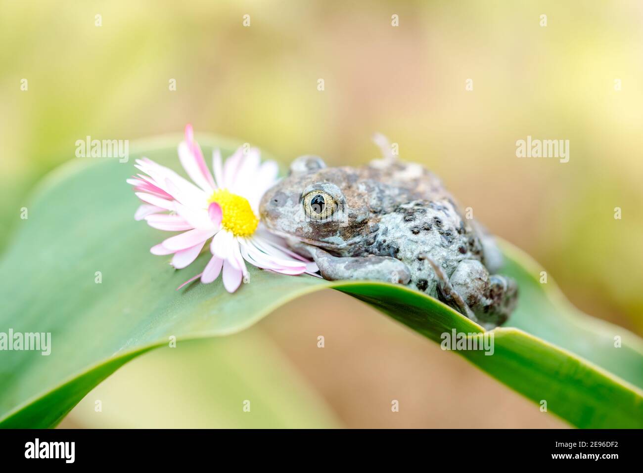 Dumpy Frogs Sitting on a Flower.Beautiful summer card. Stock Photo