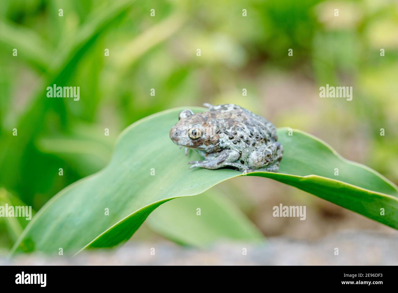Dumpy Frogs Sitting on a Flower. Amphibian on a flower. green background blues bokehBeautiful summer card. Stock Photo