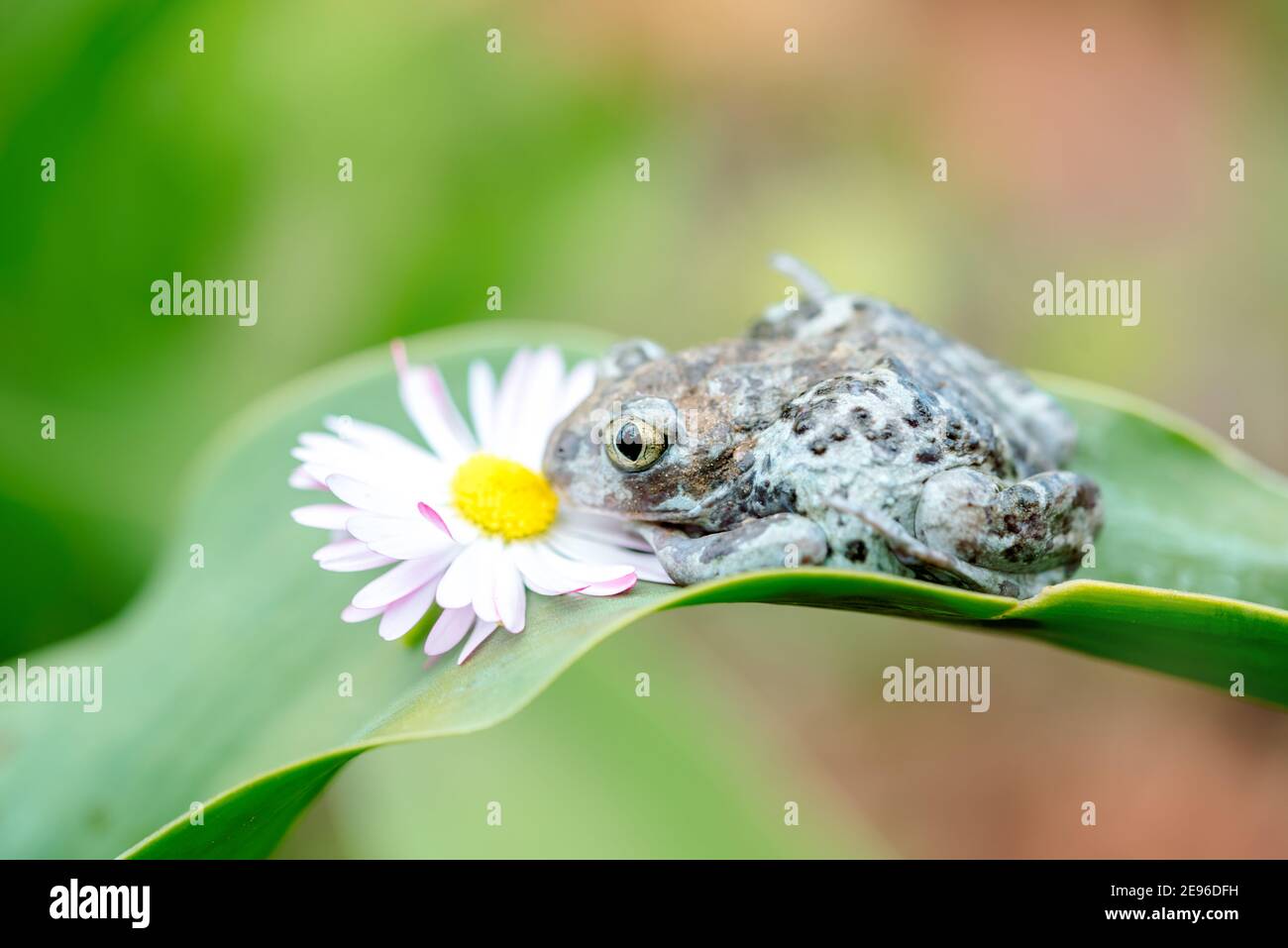 Dumpy Frogs Sitting on a Flower.Beautiful summer card. Stock Photo