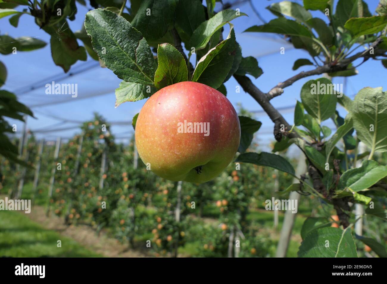 Big Apple Tree High Resolution Stock Photography and Images - Alamy