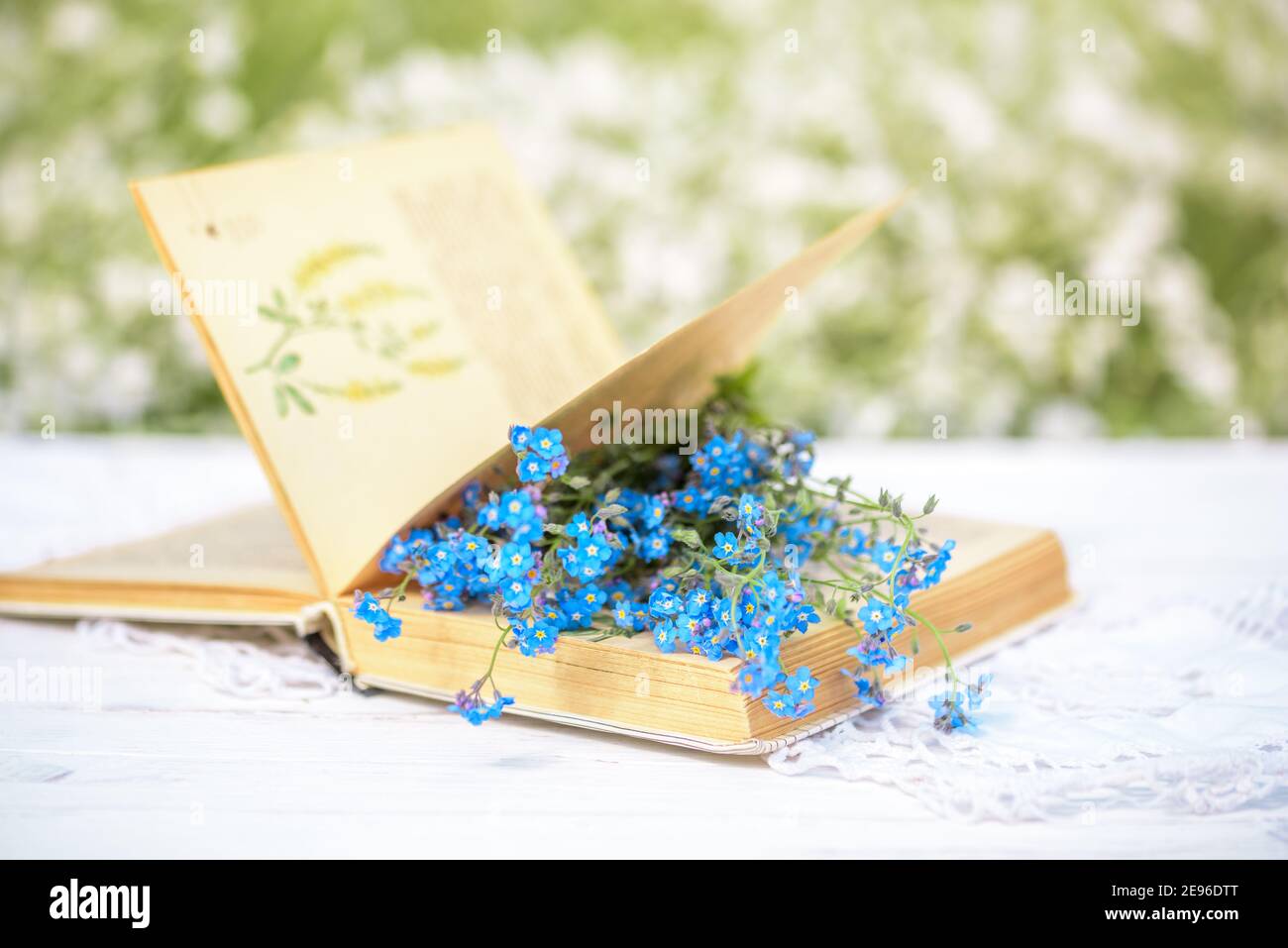 Open vintage book, blue forget-me-not flowers on wooden table, cozy morning in the village, sunny summer, holidays. Book of Batanica Stock Photo