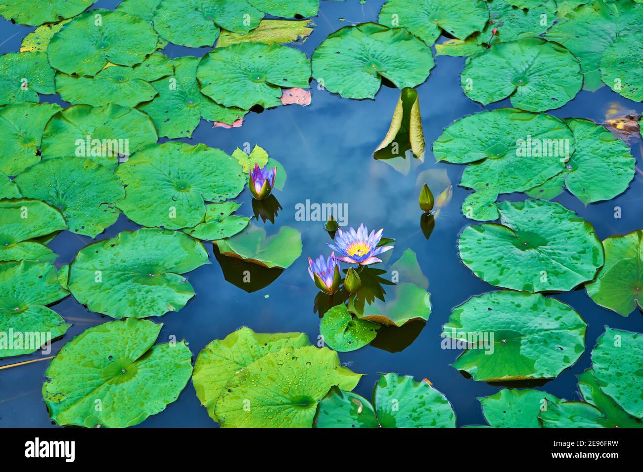 Giant water lilies in a pond hires stock photography and images Alamy