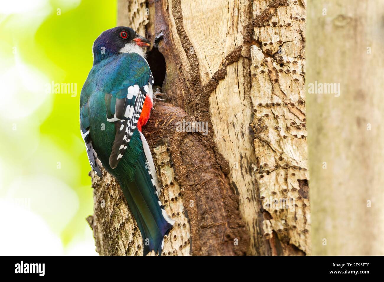 Cuban Trogon, Priotelus temnurus, single adult perched at nest hole in a tree, Cuba, 29 March 2010 Stock Photo