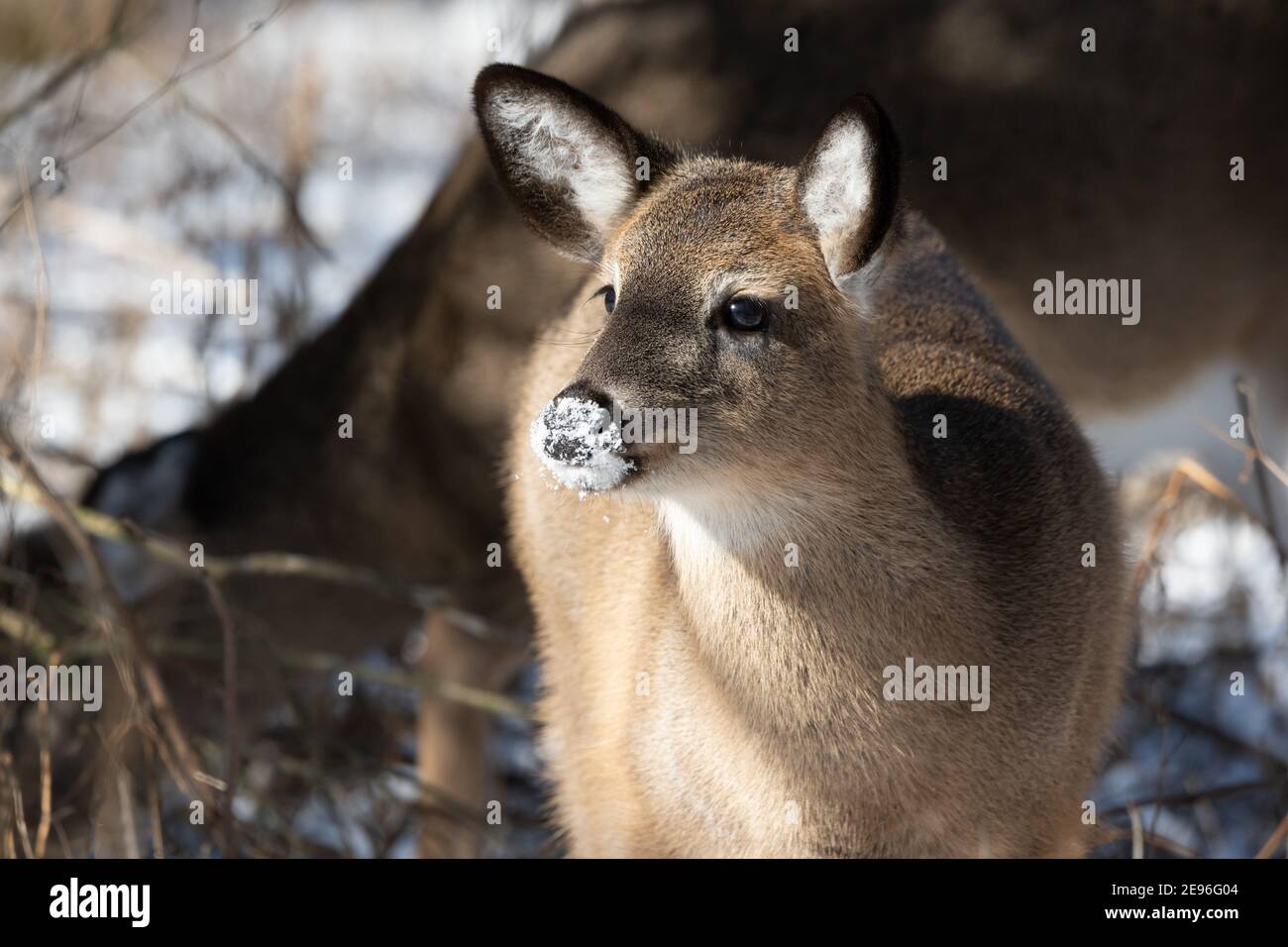 A young white-tailed deer with snow on its nose at Lynde Shores Conservation Area in Whitby, Ontario. Stock Photo
