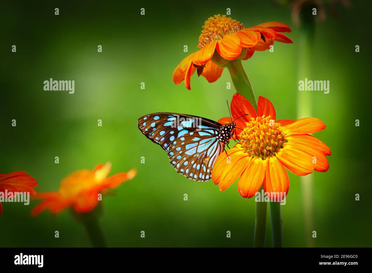 Butterfly Blue Tiger or Danaid Tirumala limniace on orange flower the red sunflower or Mexican sunflower (Tithonia rotundifolia, Asteraceae family), Stock Photo