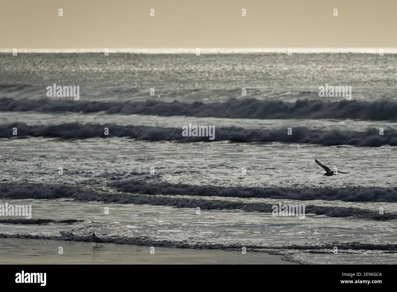 Seagulls flying at Pismo Beach, CA Stock Photo