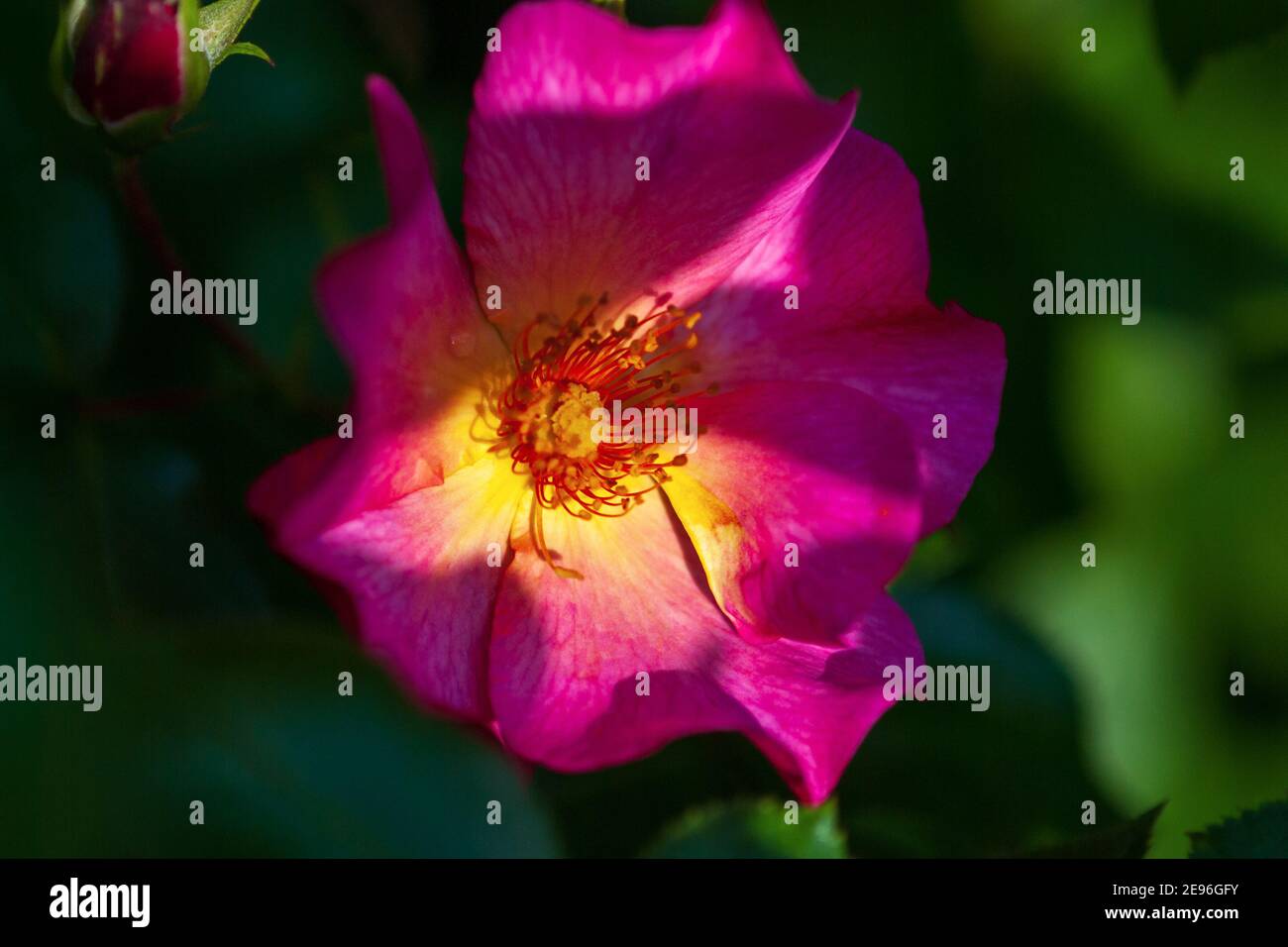Single bright pink rose flower in the shade of summer garden Stock Photo