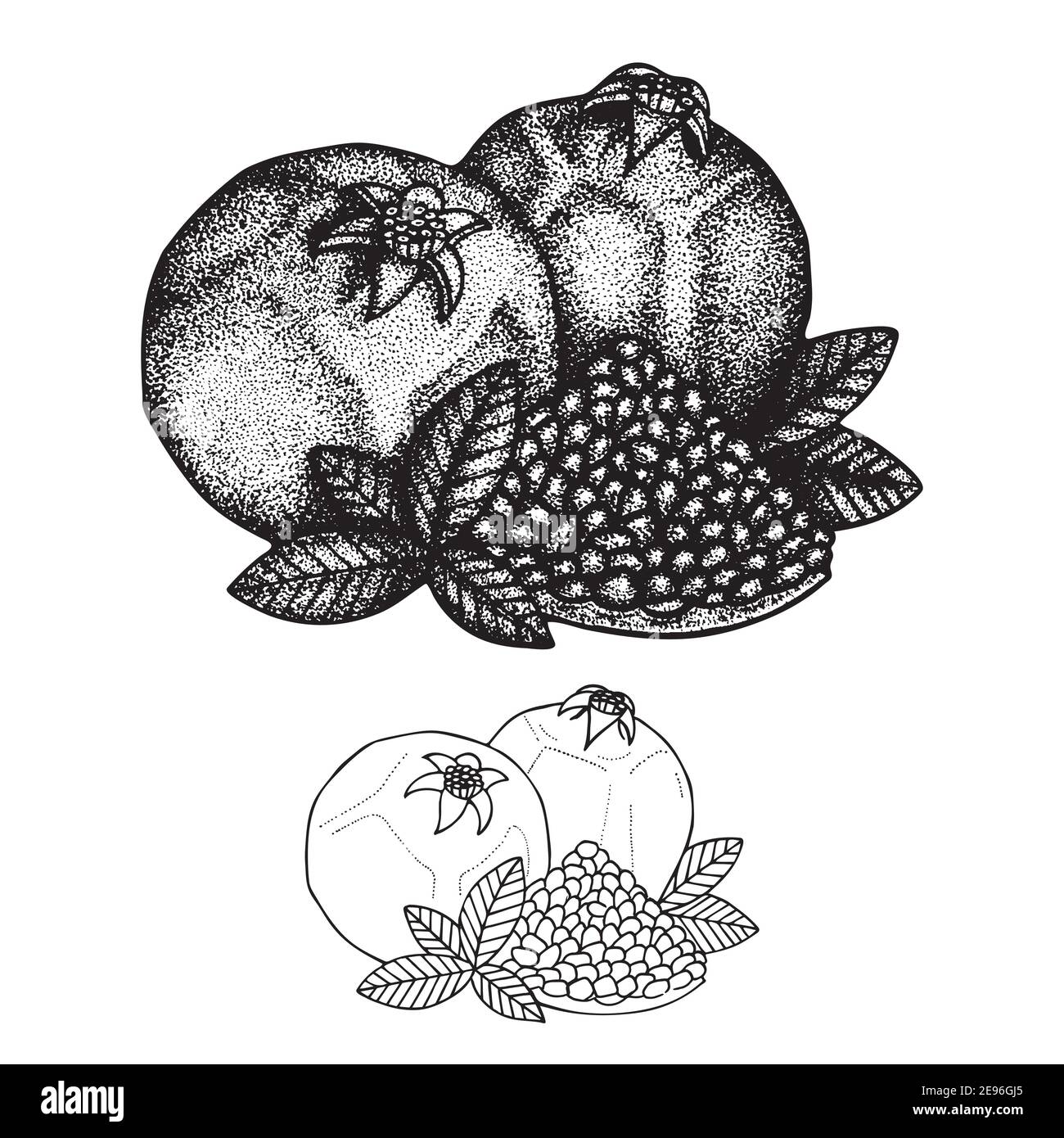 Pomegranates. Pomegranates with leaves engraving style drawing isolated on white background. Pomegranates dotted, vintage style sketch drawn illustrat Stock Vector