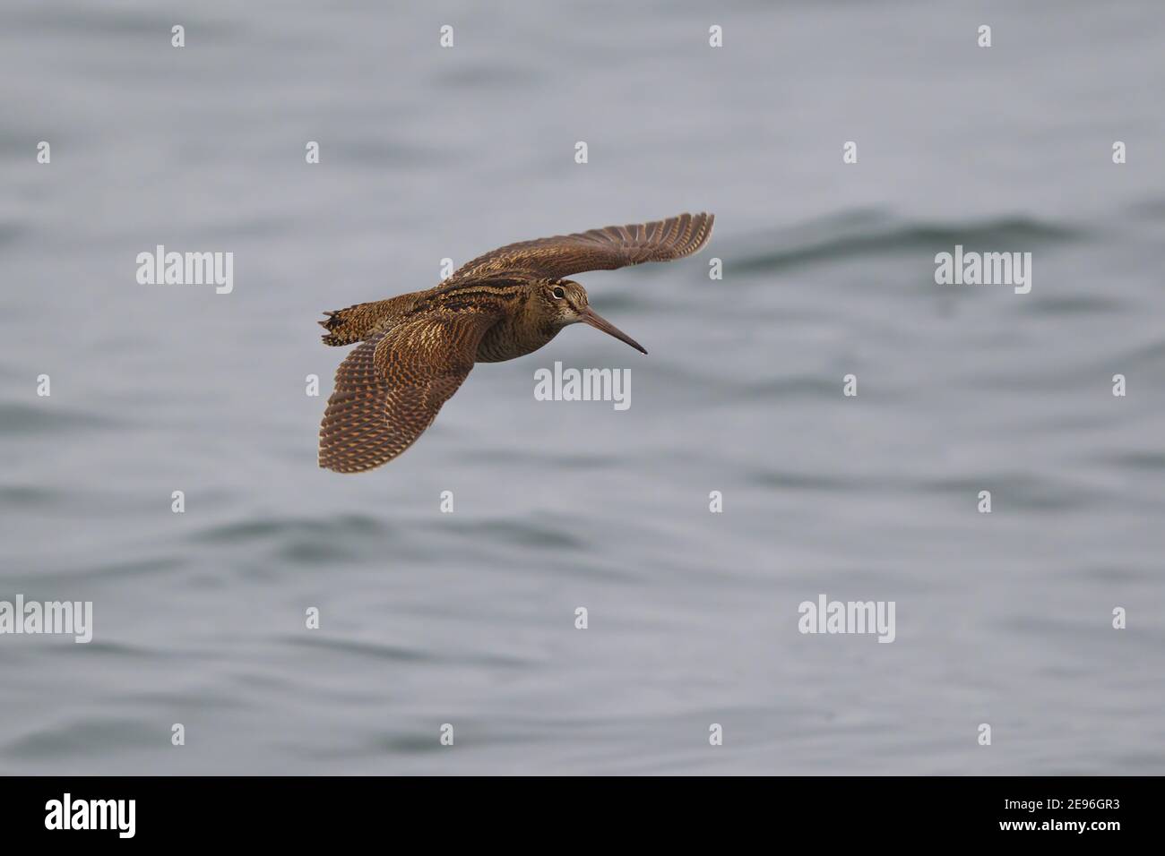 Eurasian Woodcock (Scolopax rusticola) flying over water, North Sea, Germany Stock Photo