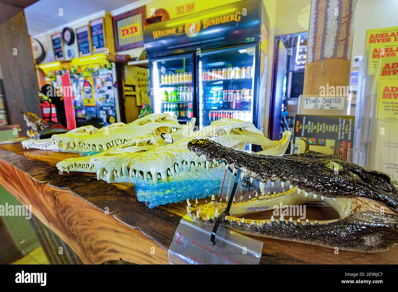 Tacky souvenirs of crocodile heads sold in an Outback pub, Adelaide River, Northern Territory, NT, Australia Stock Photo