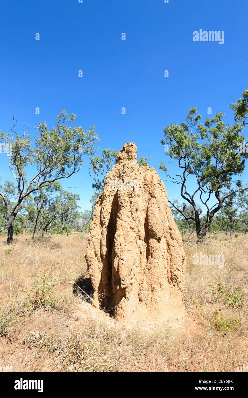 Vertical view of a tall Termite mound in the savannah, Northern Territory, NT, Australia Stock Photo