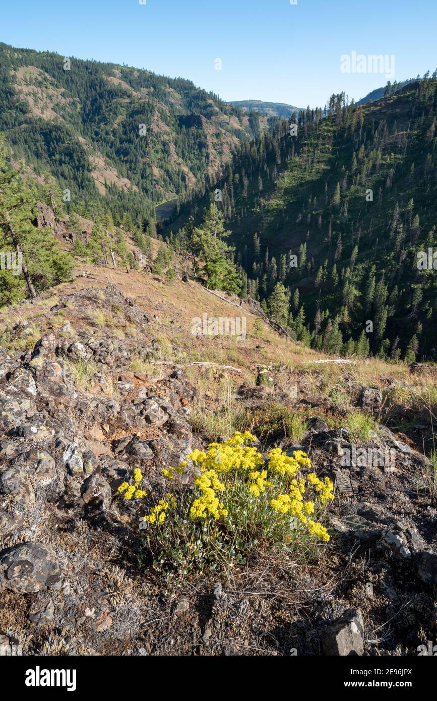 Sulfur flower in bloom above the Grande Ronde River in Northeast Oregon. Stock Photo