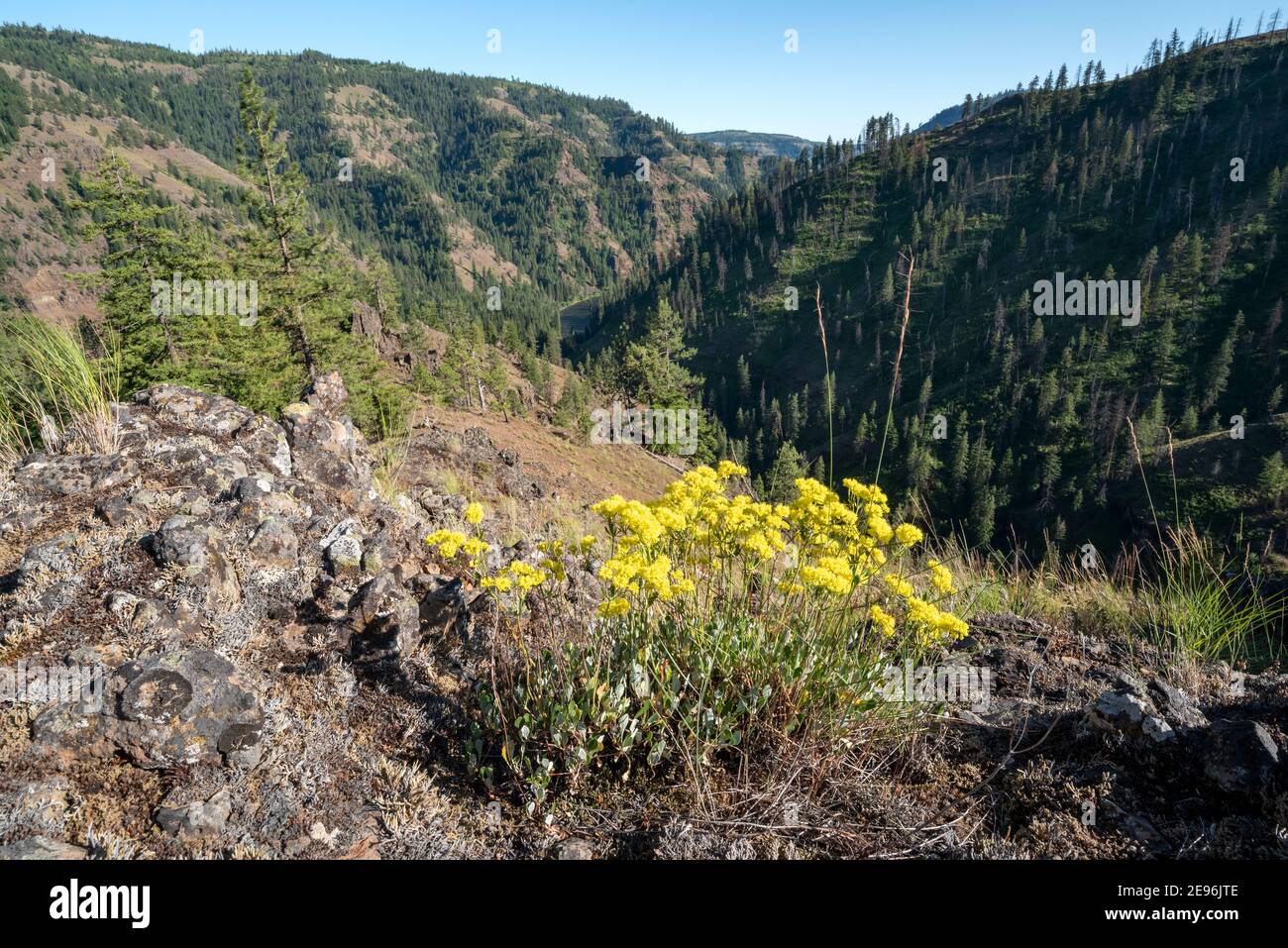 Sulfur flower in bloom above the Grande Ronde River in Northeast Oregon. Stock Photo