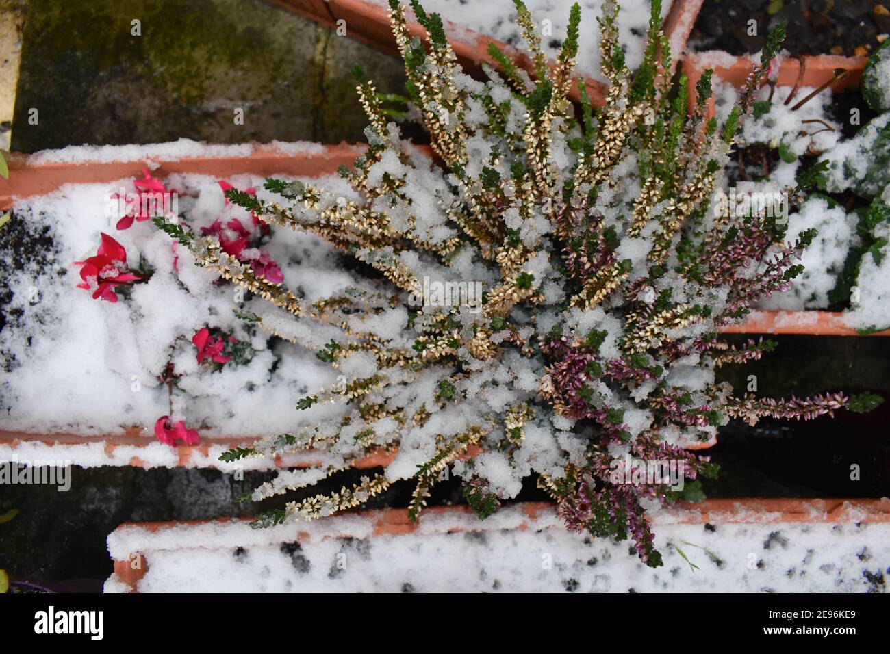Snow covered tricolour heather shrub and petite ivy-leaved pink red purple cyclamen in a sheltered urban garden Hardy evergreen foliage in cold months Stock Photo
