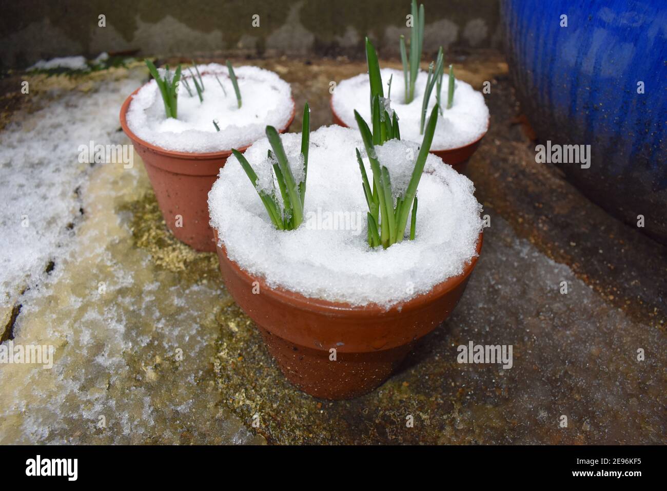 Potted snowdrop plants poking their way through thick layer of snow. From January their small elegant nodding white flowers are carried on single stem Stock Photo