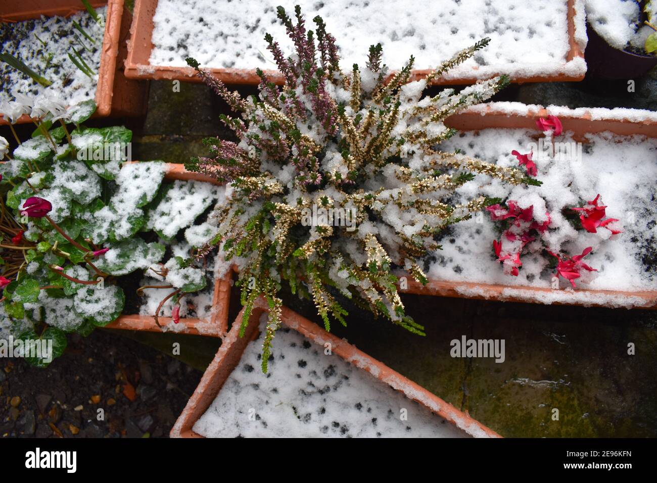 Snow covered tricolour heather and ivy-leaved pink red cyclamen in patio garden in London Evergreen foliage in containers that require low maintenance Stock Photo