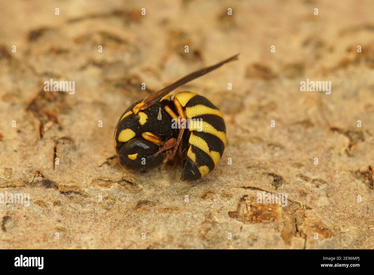 Antidefensive roll-up behaviour in the small wasp Chelonites abbreviatus Stock Photo