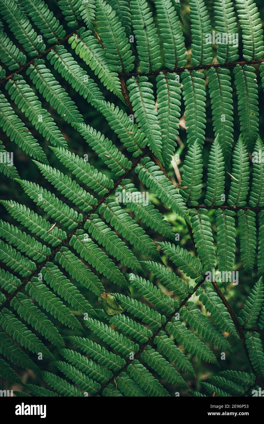 Close up of ferns hi-res stock photography and images - Alamy