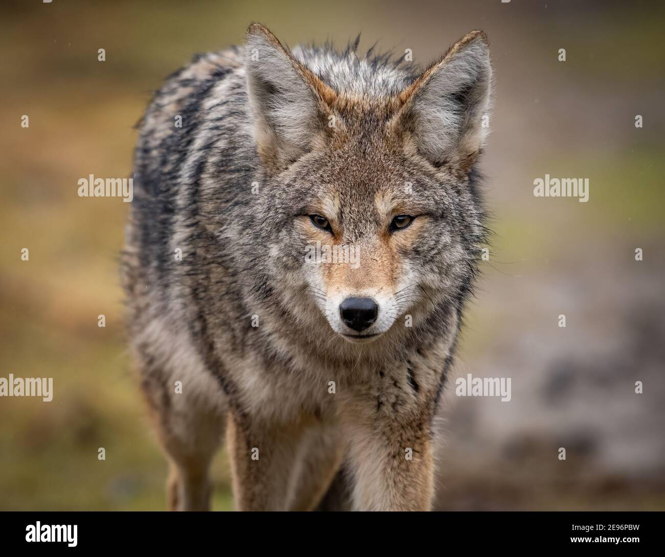 A coyote in Canada Stock Photo Alamy