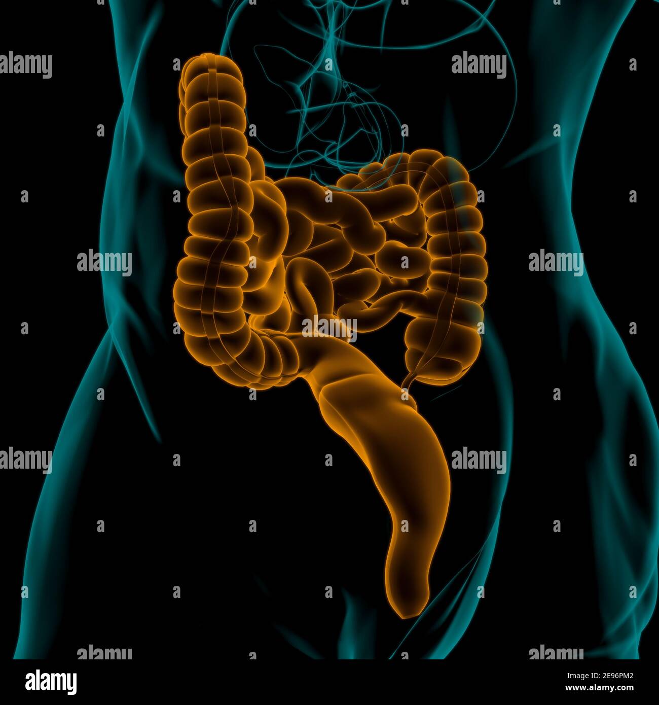 Small and Large Intestine 3D Illustration Human Digestive System ...