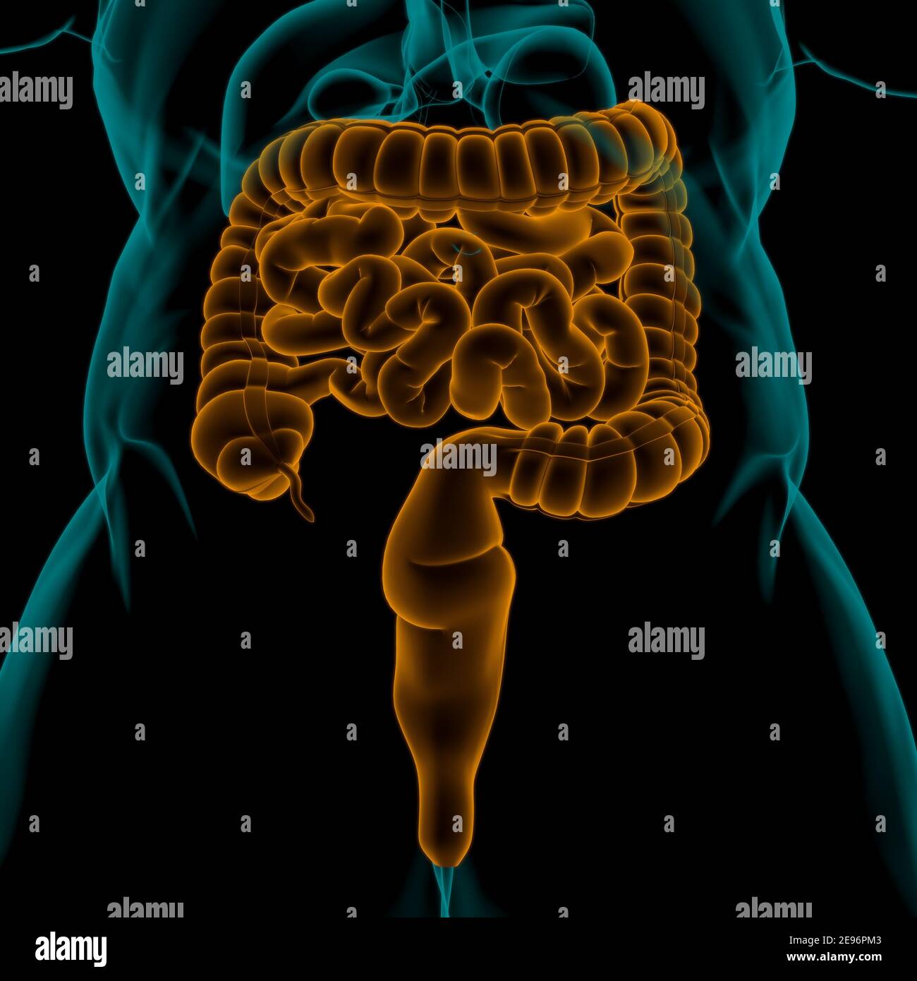 Small and Large Intestine 3D Illustration Human Digestive System ...