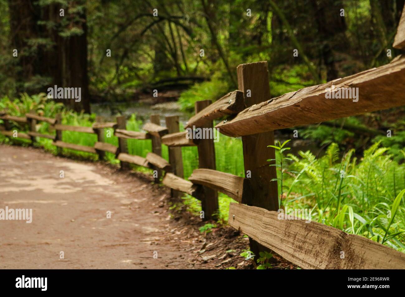 Photo taken in Muir Woods California Stock Photo