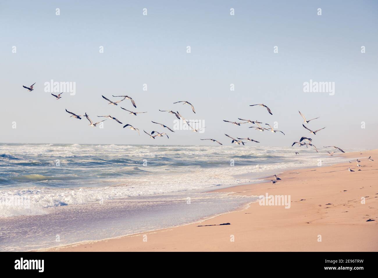 Flock of birds flying over the sea. Beautiful tropical beach, summer, relaxation concept Stock Photo